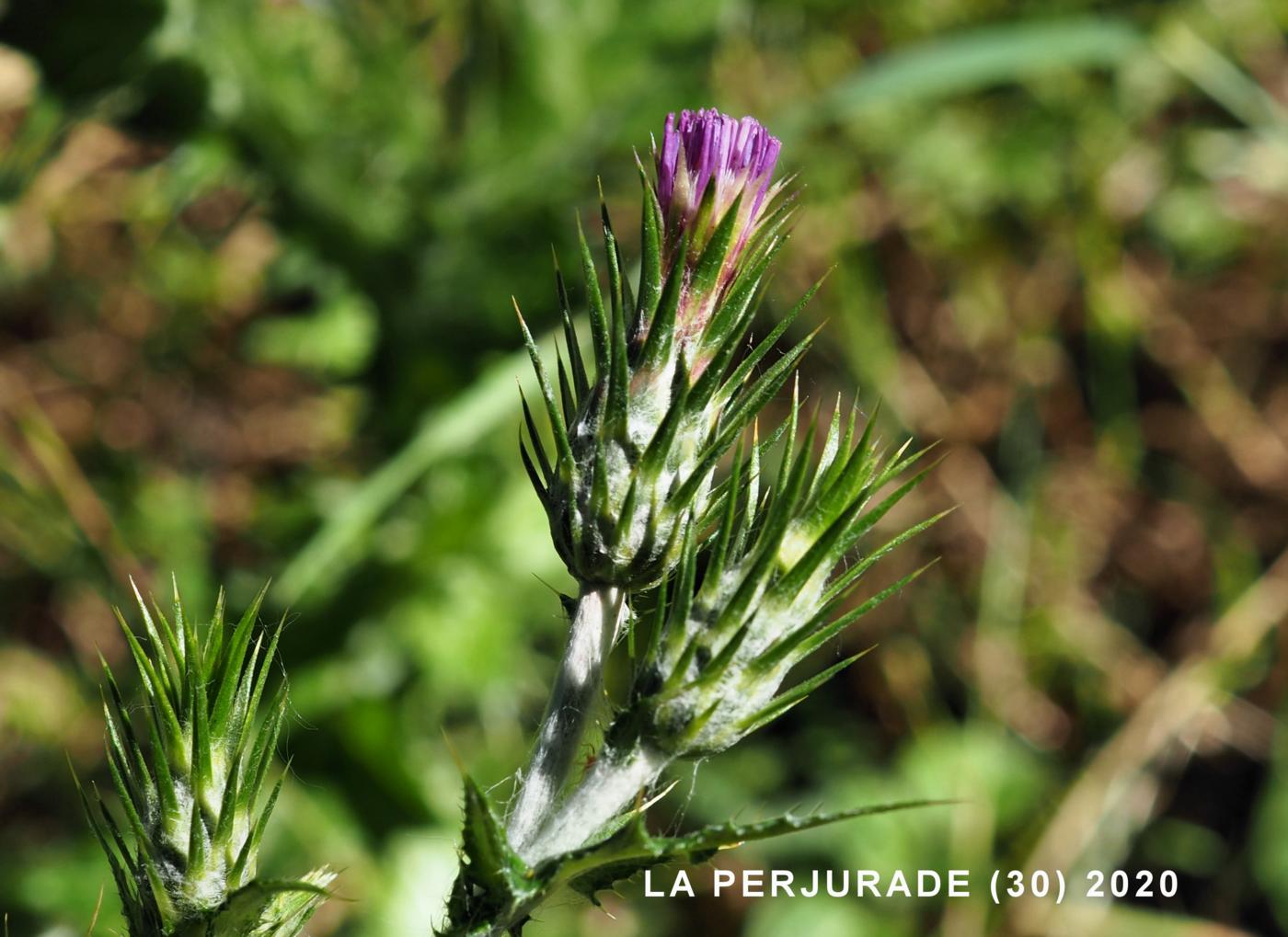 Thistle, Italian flower